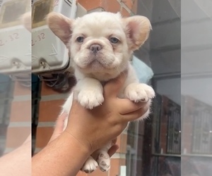 French Bulldog Puppy for sale in LOS ALTOS, CA, USA