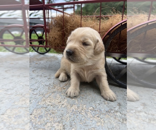Medium Photo #1 Golden Retriever Puppy For Sale in NEOLA, WV, USA