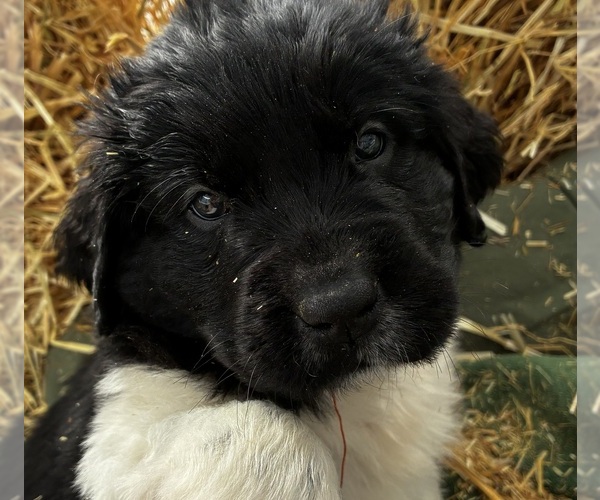 Medium Photo #7 Newfoundland Puppy For Sale in SAXTONS RIVER, VT, USA