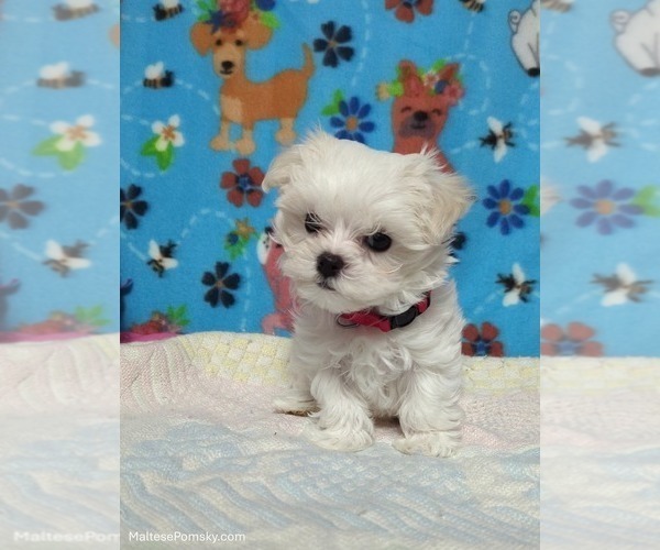 Medium Photo #10 Maltese Puppy For Sale in OCALA, FL, USA