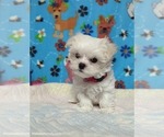 Small #4 Maltese