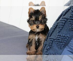 Yorkshire Terrier Puppy for sale in CHARLOTTE, NC, USA