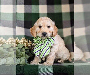 Medium Goldendoodle (Miniature)