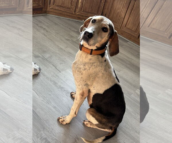 Medium Photo #4 Mutt Puppy For Sale in Rustburg, VA, USA