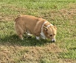 Bandit - Male Pembroke Welsh Corgi Puppy for Sale - Photo #3