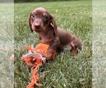 Small #1 Dachshund