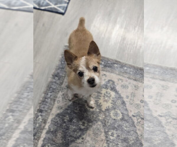 Medium Photo #6 Pomeranian-Unknown Mix Puppy For Sale in Sandy, UT, USA