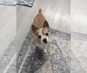 Kit Copper Roo - Male Pomeranian-Unknown Mix Dog for Adoption - Photo #6