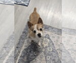 Small Photo #6 Pomeranian-Unknown Mix Puppy For Sale in Sandy, UT, USA
