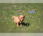 Puppy Jocko Golden Retriever