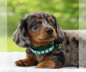 Dachshund Puppy for sale in ANNVILLE, PA, USA
