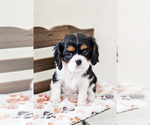 Small Photo #6 Cavalier King Charles Spaniel Puppy For Sale in HIGHLAND, UT, USA
