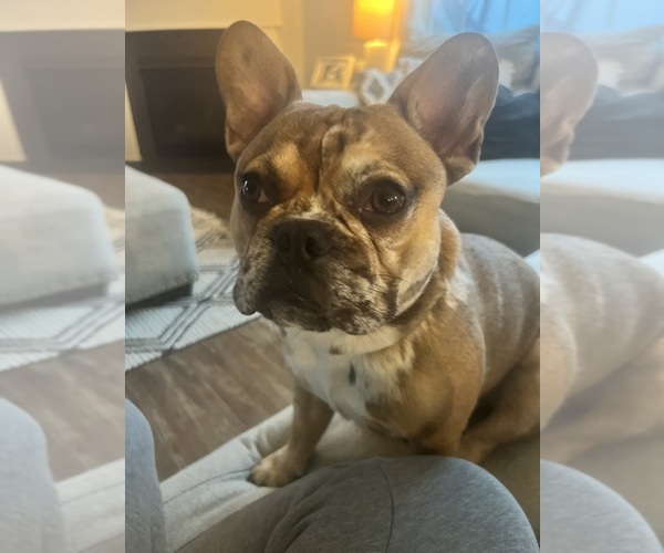 Medium Photo #1 French Bulldog Puppy For Sale in GEORGETOWN, KY, USA
