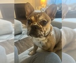 Small Photo #1 French Bulldog Puppy For Sale in GEORGETOWN, KY, USA