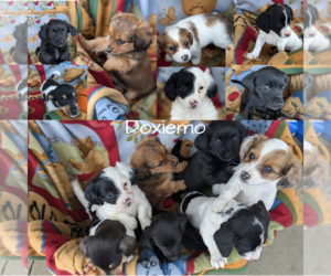 American Eskimo Dog-Dachshund Mix Litter for sale in GOSHEN, IN, USA