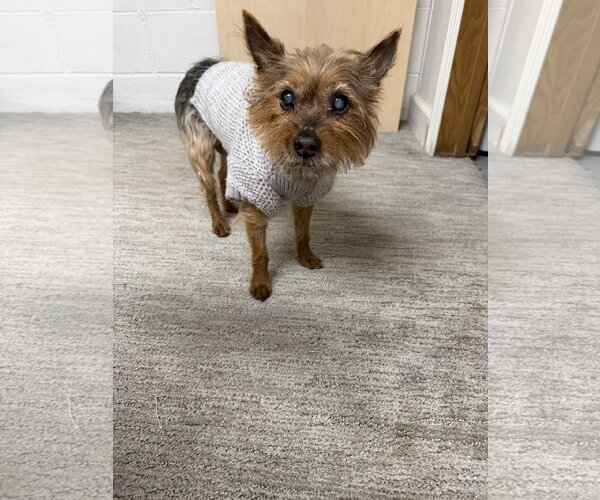 Medium Photo #2 Mutt Puppy For Sale in St. Louis Park, MN, USA