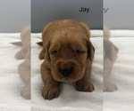 Small #7 Golden Retriever