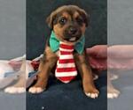 Small #14 Mutt