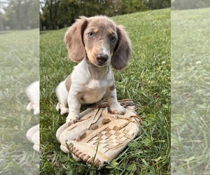 Dachshund Puppy for sale in MIDDLEBURY, IN, USA
