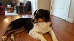 Small Photo #1 Australian Shepherd Puppy For Sale in WESTMINSTER, MD, USA