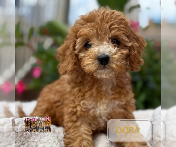 Medium Photo #1 Cavapoo Puppy For Sale in ADDISON, IL, USA