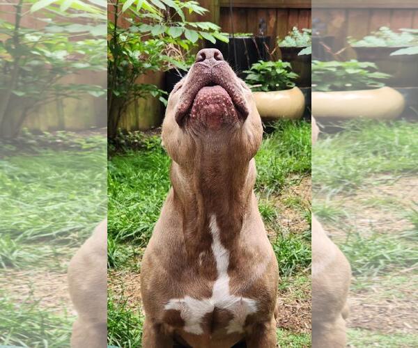 Medium Photo #4 American Pit Bull Terrier Puppy For Sale in Seven Valleys, PA, USA