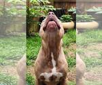 Small #3 American Pit Bull Terrier