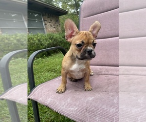 French Bulldog Puppy for sale in JACKSONVILLE, FL, USA