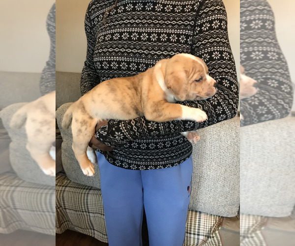 Medium Photo #2 American Bully Puppy For Sale in BOONE, IA, USA