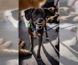 Scamp - Male Puggle Dog for Adoption - Photo #2