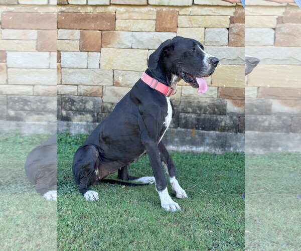 Medium Photo #2 Great Dane Puppy For Sale in PIPE CREEK, TX, USA