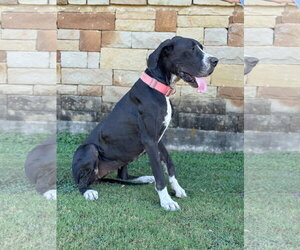 Olive - Female Great Dane Dog for Adoption - Photo #2