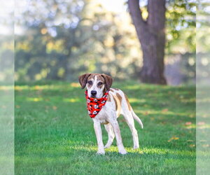 Hound Mix Pups Boys - Male Plott Hound-Unknown Mix Dog for Adoption - Photo #10