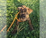 Small #3 Boxer