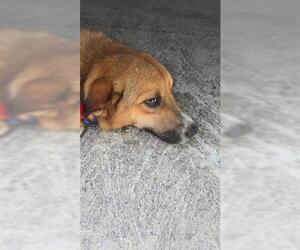 Labrador Retriever-Unknown Mix Dogs for adoption in Houston, TX, USA