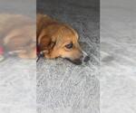 Small Labrador Retriever Mix