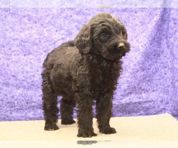 Medium Photo #4 Labradoodle Puppy For Sale in SHAWNEE, OK, USA