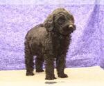 Small Photo #4 Labradoodle Puppy For Sale in SHAWNEE, OK, USA