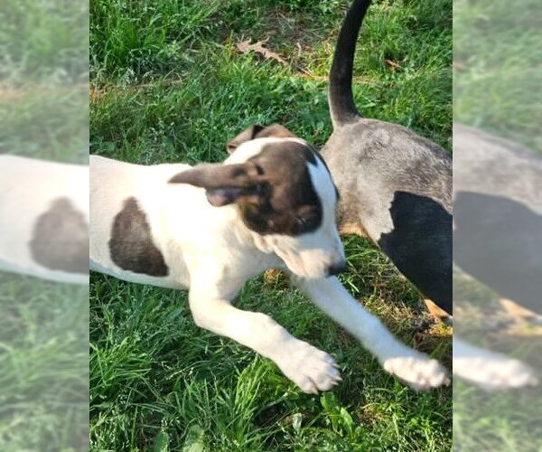 Medium Photo #15 Mutt Puppy For Sale in Wakefield, RI, USA