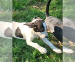 Small #14 Mutt
