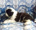 Small Photo #6 Saint Berdoodle Puppy For Sale in LANCASTER, PA, USA