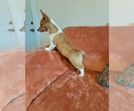 Small #1 Pembroke Welsh Corgi