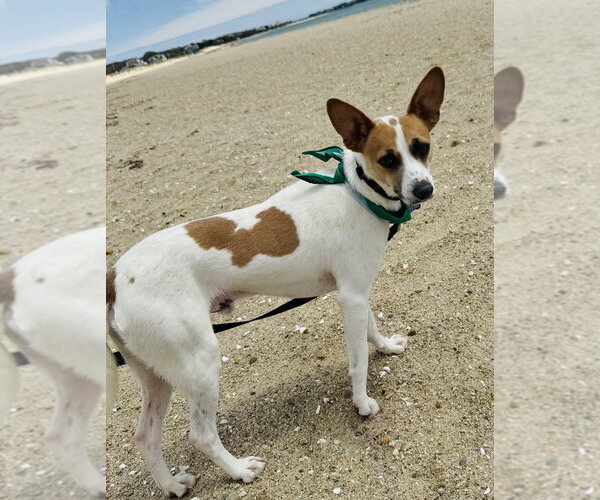 Medium Photo #10 Mutt Puppy For Sale in Oak Bluffs, MA, USA