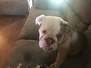 Medium English Bulldog