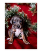 Small Photo #16 Australian Cattle Dog-Catahoula Leopard Dog Mix Puppy For Sale in WELLMAN, IA, USA