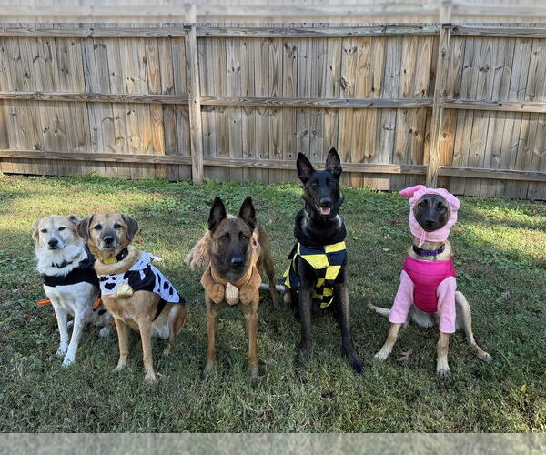 Medium Photo #11 Mutt Puppy For Sale in Imlay City, MI, USA