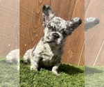 Small Photo #8 French Bulldog Puppy For Sale in MOUNT VERNON, AL, USA