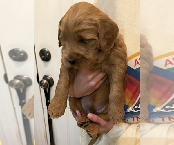 Medium Photo #2 Goldendoodle (Miniature) Puppy For Sale in HARTSVILLE, SC, USA