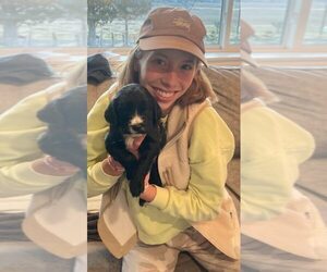 Spangold Retriever Puppy for sale in GENOLA, UT, USA