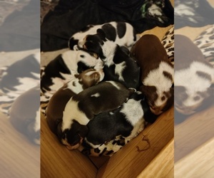 Beagle Litter for sale in BOWLING GREEN, MO, USA